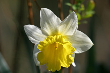 daffodil © Jenny Thompson
