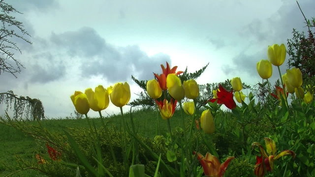 tulip garden cloud