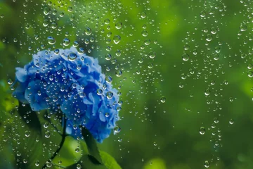 Photo sur Plexiglas Hortensia 窓ガラスと紫陽花