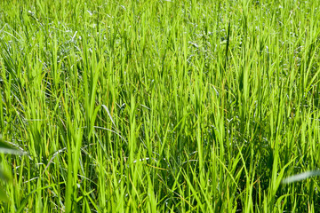 Fresh green grass isolated