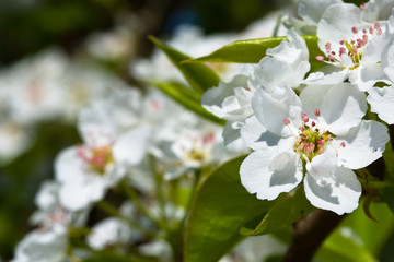 White flowers of apple tree