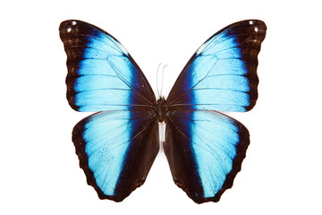 Black and blue butterfly Morpho deidamia isolated