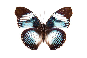 Brown and blue butterfly Hypolimnas monteironis isolated