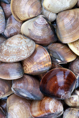 Clam background