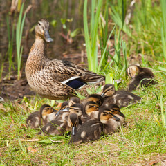 ducklings