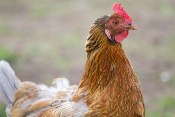 chicken portrait