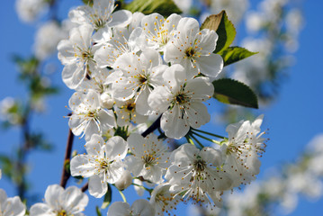 Cherry Blossom in Garden