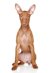 Pharaoh hound puppy on a white background