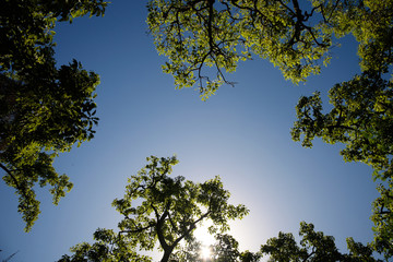 Wald - blauer Himmel