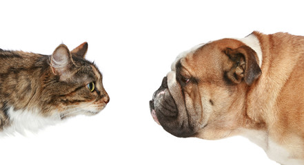 Cat and Dog on a white background