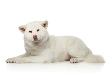 Akita inu dog lying on white background