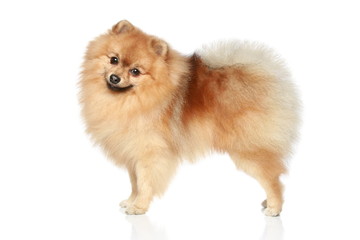 Fototapeta na wymiar Pomeranian Spitz dog