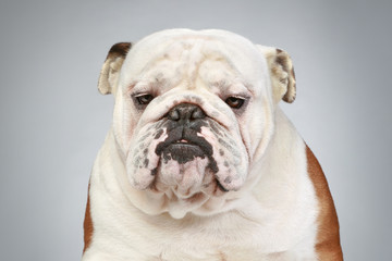 Obraz premium English bulldog on a grey background