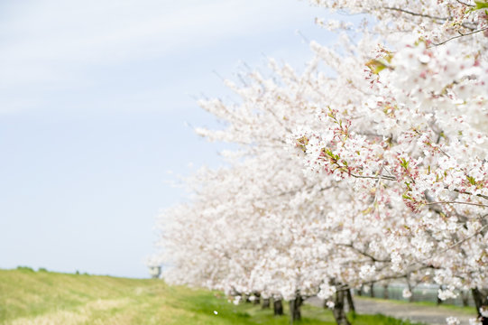 満開の桜の並木と青空