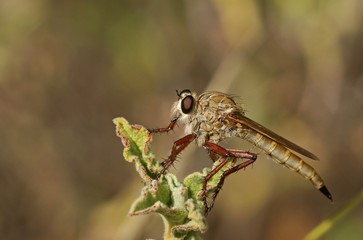 Raubfliege