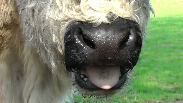 Galloway-Rind beim kauen - Zeitlupe