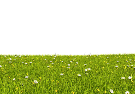 Grass with flowers with white background