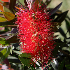Blume,Lampenputzer,Callistemon Citrinus,Zylinderputzer