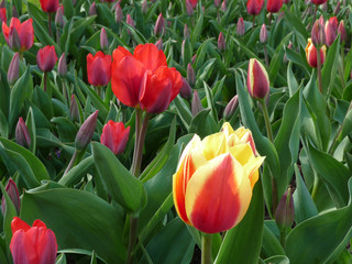 Tulipes Parc Floral