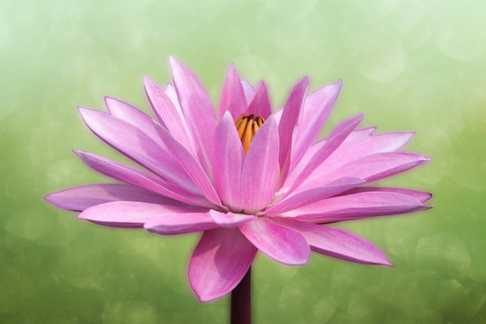 Lotus on spring background