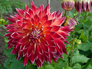 Dahlia