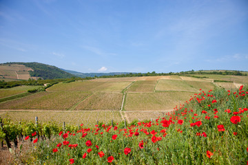 Obraz premium paysage viticole