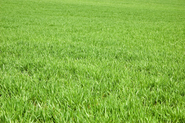 Green grass background