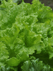 Fresh Lettuce