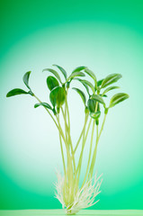 Fototapeta na wymiar Green seedling illustrating concept of new life