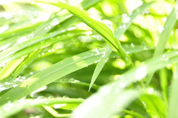 Obraz premium Regentropfen