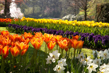 Flamy orange tulips in spring park - 32003985