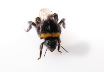bumblebee handstand