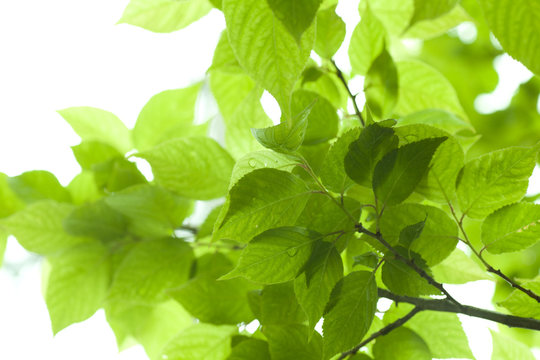 Fresh green in JAPAN