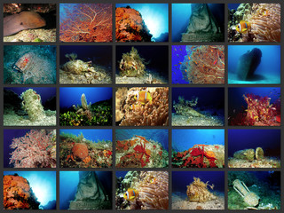 collage subacquea immersioni