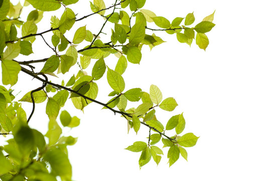 Fresh green in JAPAN