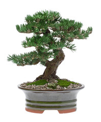 Bonsai Tree