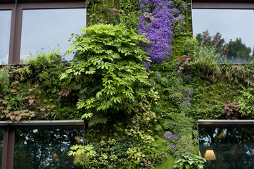 Mur végétal et fenêtres 4901