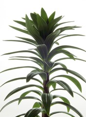 plant of lily before blooming