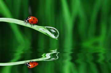 Zelfklevend Fotobehang Lieveheersbeestjes waterdruppel op het gras