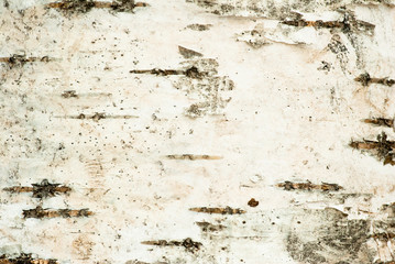 Close-up of birch bark texture