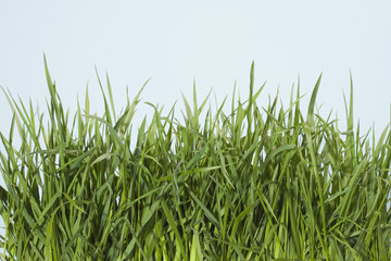 Natural grass closeup
