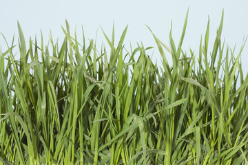 Water drops on the grass
