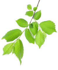 Naklejka na ściany i meble Branch of green leaves