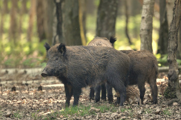 harde de sanglier et marcassins