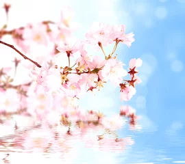 Stickers pour porte Fleur de cerisier Fleurs de printemps avec des vagues d& 39 eau