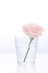 トルコギキョウ