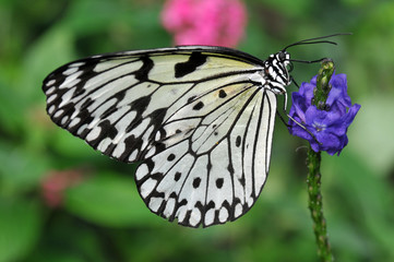 Rice Paper Butterfly