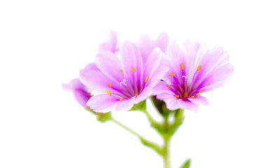 Lewisia
