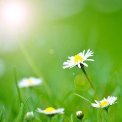 Gänseblümchen am frühen Morgen