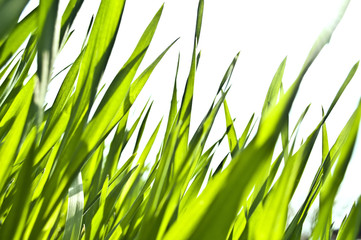 Fresh spring green grass isolated on white background